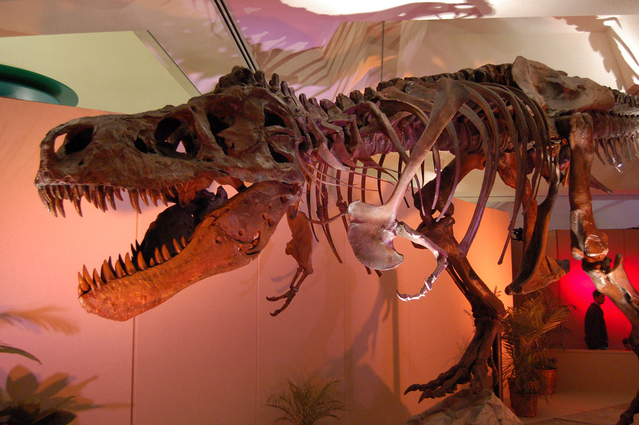 Dinosaur Skeleton Dinosaur Skeleton